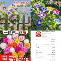 实物活动京东0.1太阳花种子约7000粒-新发现热点